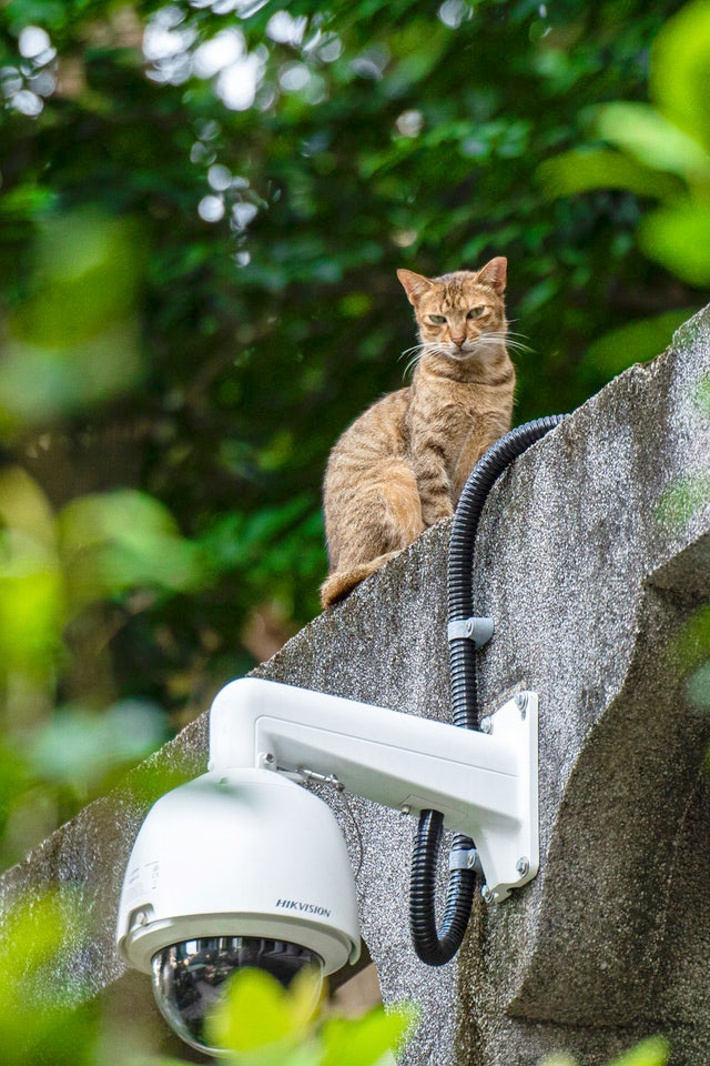 Security System camera w/ cat on top